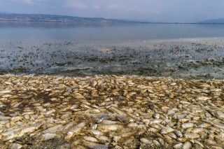 limni koronia nekra psaria